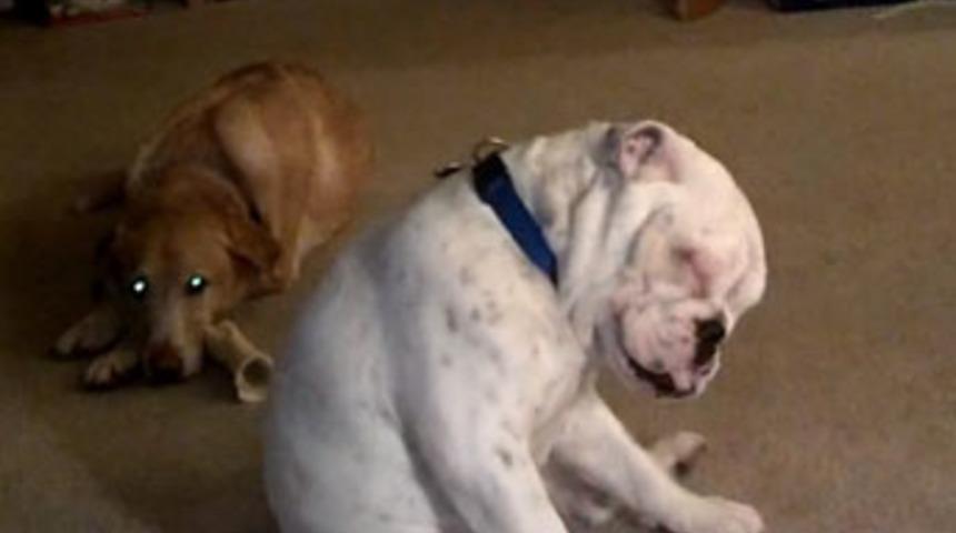 Sağır k&ouml;peğin dansı rekora koşuyor!