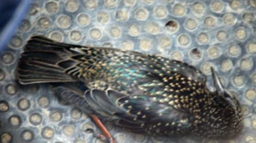 İstanbul'un g&ouml;beğinde avlandı!