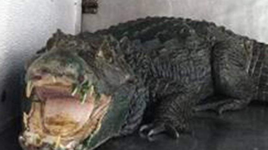 Marihuana bekçisi timsah