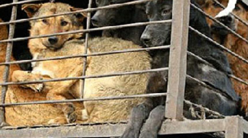 Y&uuml;zyıllardır onların etlerini yiyorlar