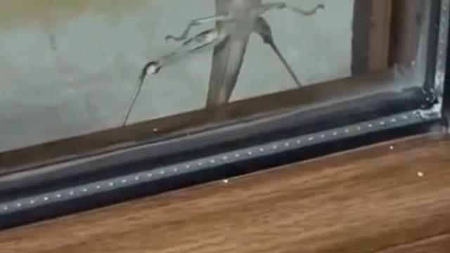 Elazığ’da dev etçil çekirge görüntülendi