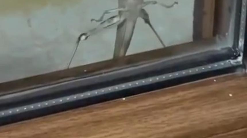 Elazığ’da dev etçil çekirge görüntülendi