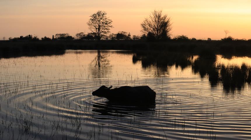 Kızılırmak Deltası'nda gün doğumu