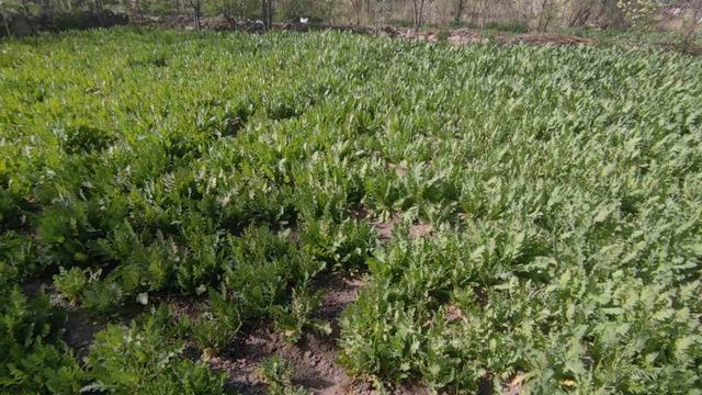 İzinsiz haşhaş eken 4 kişi gözaltına alındı