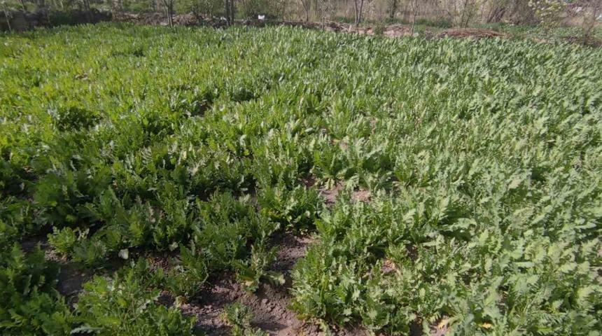 İzinsiz haşhaş eken 4 kişi gözaltına alındı