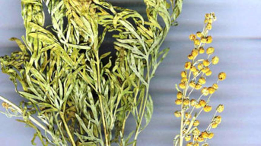 Bir&ccedil;ok hastalığa iyi gelen yeni bir bitki