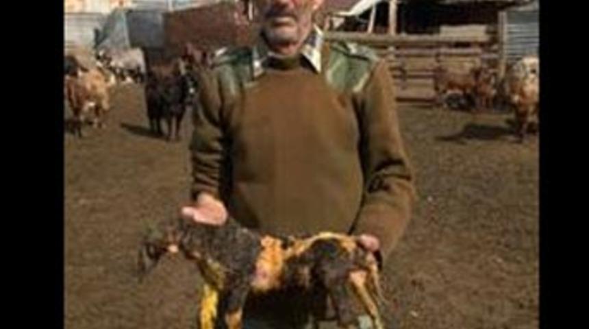 Başsız kuzu şoke etti