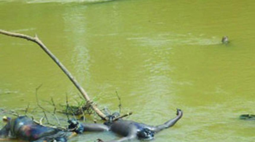 Nehirden 15 ceset &ccedil;ıktı!