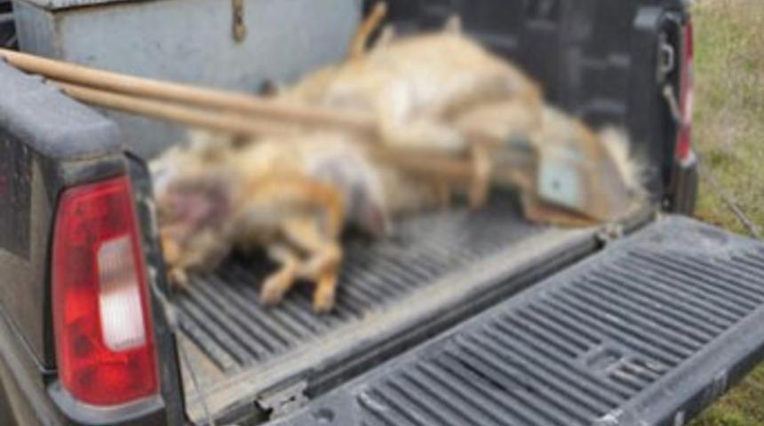 Kırşehir'de hayvan katliamı