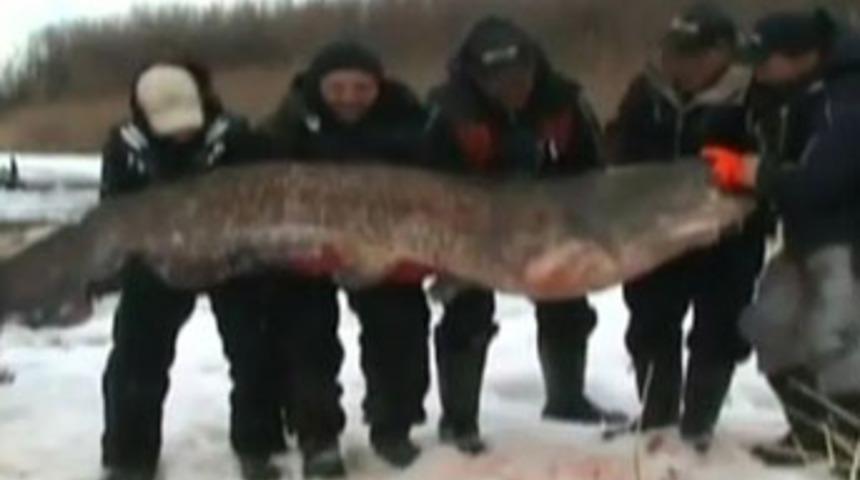 Dev balık hayrete d&uuml;ş&uuml;rd&uuml;