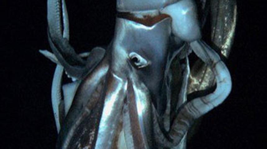 Pasifik Okyanusu'nda inanılmaz keşif!