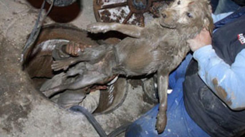 4.5 saat sonra mutlu son