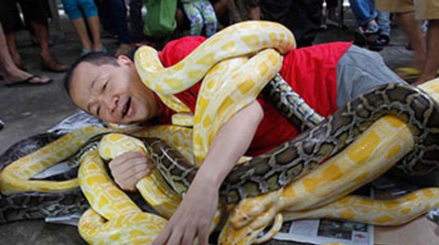 Burma pitonlarıyla g&uuml;reşen adam!