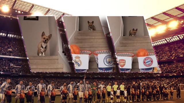 Şampiyonlar Ligi'nde sonuçlardan çok herkes onu konuşuyor! Tüm maçları bilen köpek viral oldu, kupayı kazananı bile tahmin etti