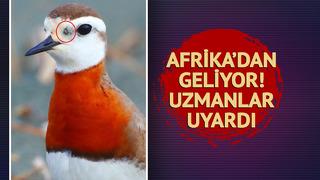 Gagasıyla gözünün arasında... Kuşlarla Afrika'dan geliyor! 'Ölümcül hastalığın taşıyıcısı' Uzmanlardan dikkat çeken uyarı