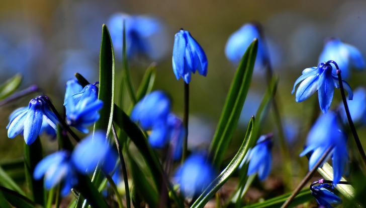 Havaların ısınmasıyla Sarıkamış'ta baharın güzellikleri ortaya çıktı G1