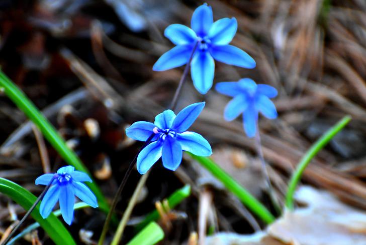 Havaların ısınmasıyla Sarıkamış'ta baharın güzellikleri ortaya çıktı G2