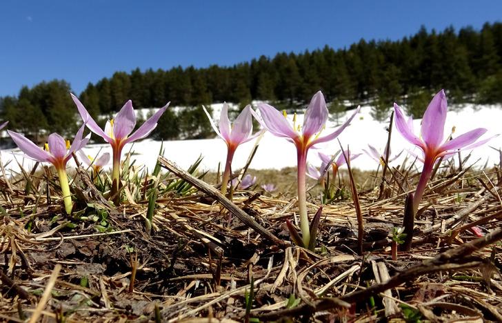 Havaların ısınmasıyla Sarıkamış'ta baharın güzellikleri ortaya çıktı G4