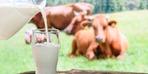 Toplanan inek sütü miktarında artış