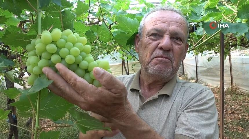 Turfanda üzüm hasadı başladı: İlk ürünler 300 TL'den satıldı