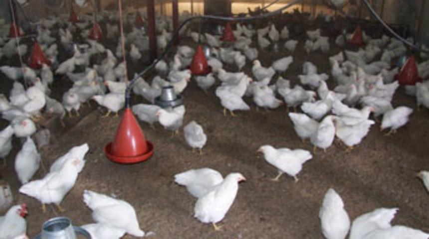 'Tavuk diye &ouml;n&uuml;n&uuml;ze konulan hayvana dikkat'