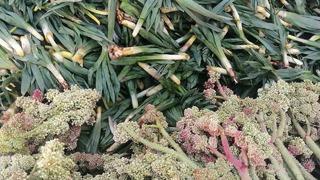 Kilosu 70 TL! Ünü Amerika'ya yayıldı... Kanserin yeni ilacı diyorlar 'Kendiliğinden yetişiyor, koli koli gönderiyoruz'