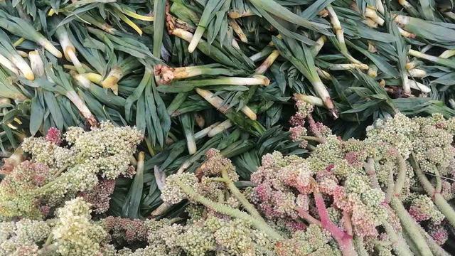 Kilosu 70 TL! Ünü Amerika'ya yayıldı... Kanserin yeni ilacı diyorlar 'Kendiliğinden yetişiyor, koli koli gönderiyoruz'