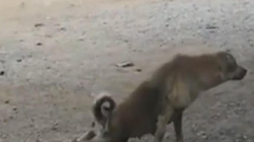 D&uuml;nya bu k&ouml;pekleri konuşuyor