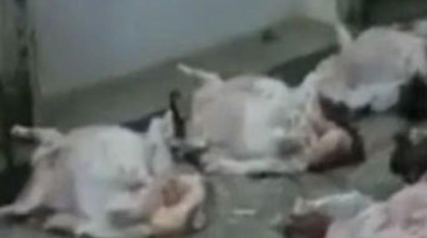 Belediye mezbahasındaki etleri kediler yiyor