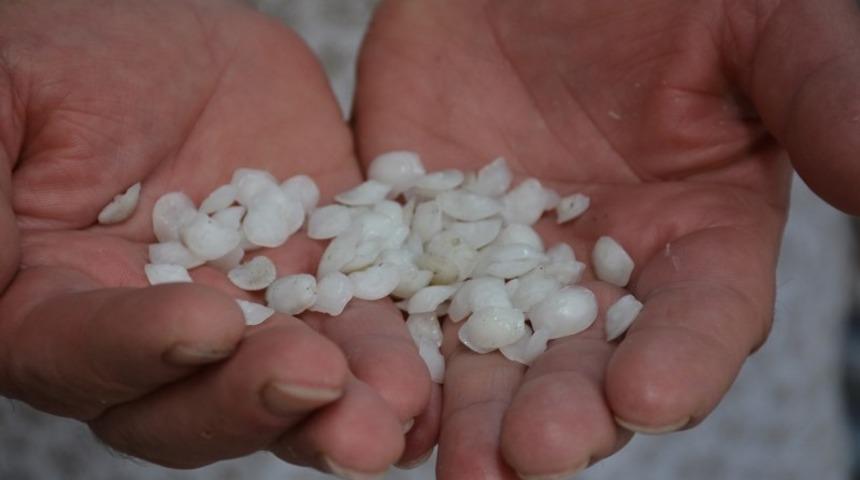 Bu balık böbrek taşı düşürüyor