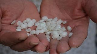 O balığın kafasından çıkarılıyor! Böbrek taşı düşürdüğüne inanılıyor... Tanesi 30 TL