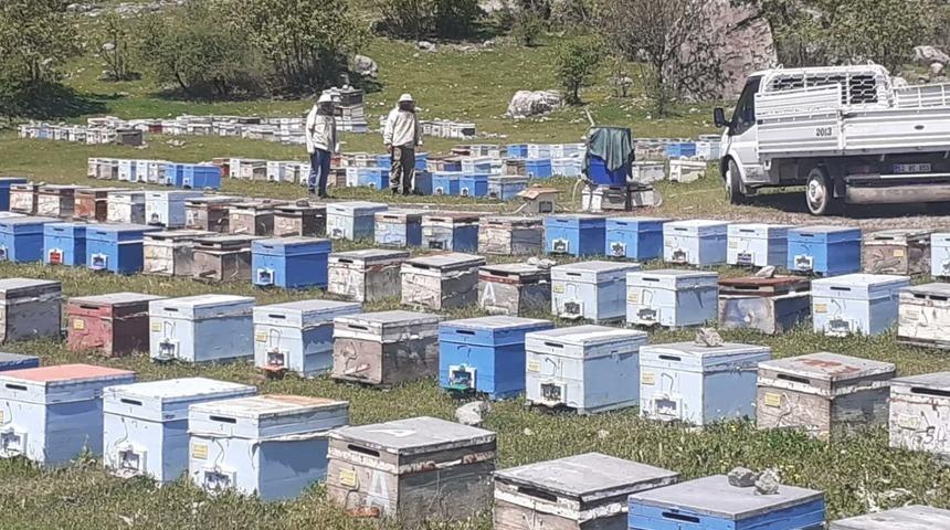Hakkari’de bal üretim sezonu başladı