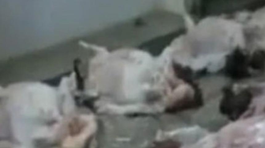 Belediye mezbahasındaki etleri kediler yiyor