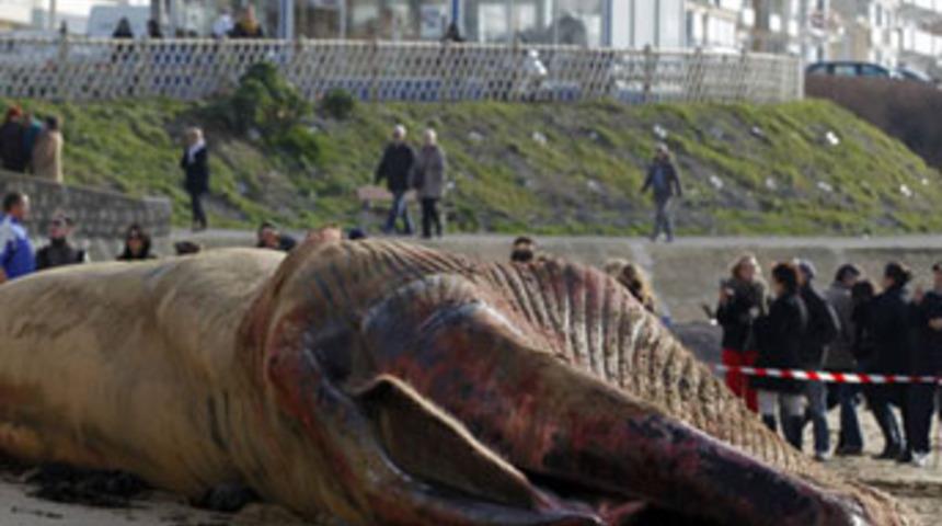 G&ouml;renleri hayrete d&uuml;ş&uuml;rd&uuml;!