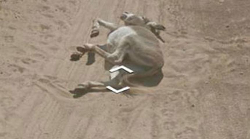 Google'ın başı 'eşek'le dertte