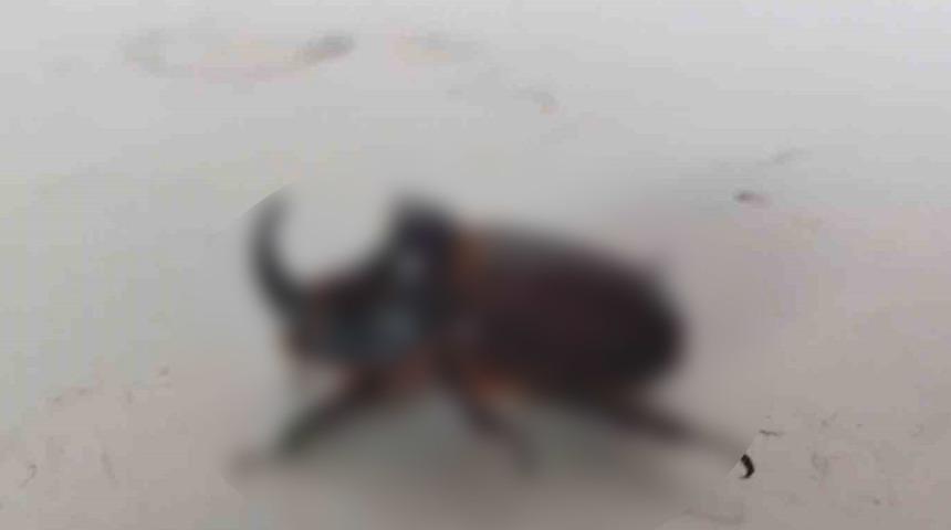 Evinin balkonunda buldu... Temizleyip beslemeye başladı! 'Nesli tükenmekte olduğunu öğrendik'