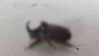 Evinin balkonunda buldu... Temizleyip beslemeye başladı! 'Nesli tükenmekte olduğunu öğrendik'