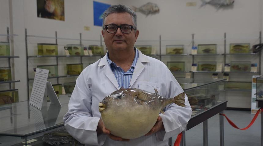 Yaşananlar Türkiye'de gündem yaratmıştı! 'Balon balıklarıyla mücadelede tek çare' diyerek açıkladı