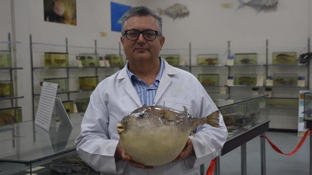 Yaşananlar Türkiye'de gündem yaratmıştı! 'Balon balıklarıyla mücadelede tek çare' diyerek açıkladı