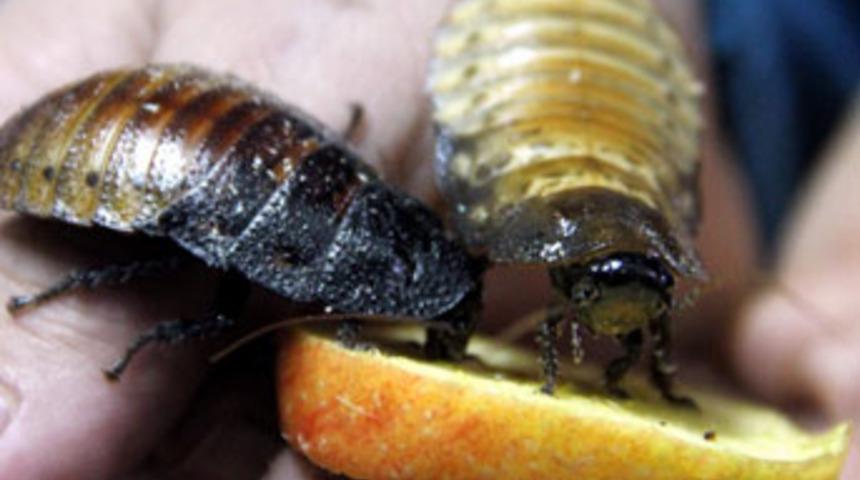 Hamam böceğini ticarete dönüştürdüler