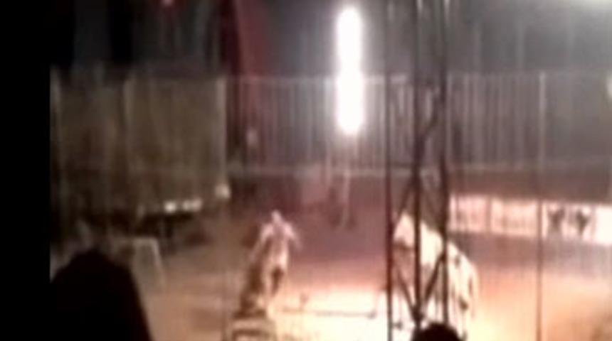 Kaplan, terbiyecisini öldürdü