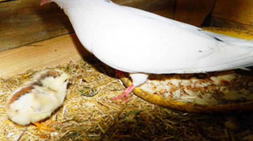 Size anne diyebilir miyim?