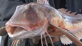 Karadeniz'de kırlangıç balığı çıktı