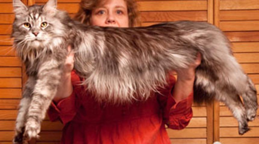 D&uuml;nyanın en uzun kedisi &ouml;ld&uuml;