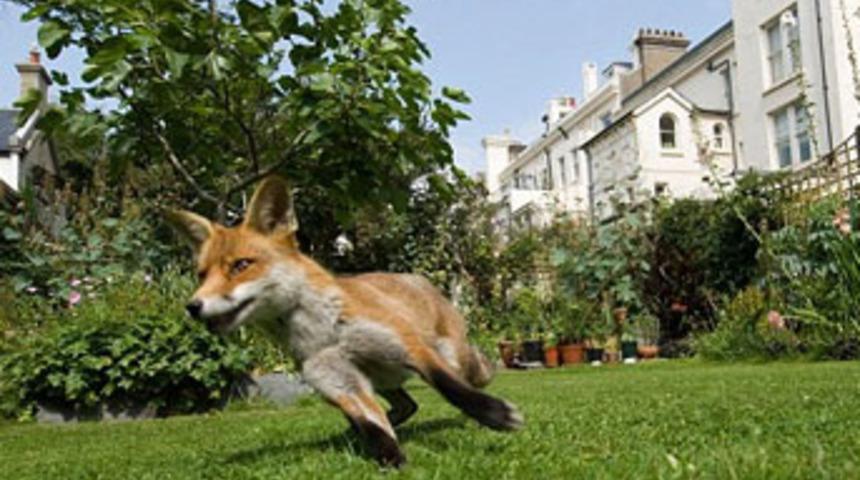 Tilki 1 aylık bebeğin parmağını kopardı