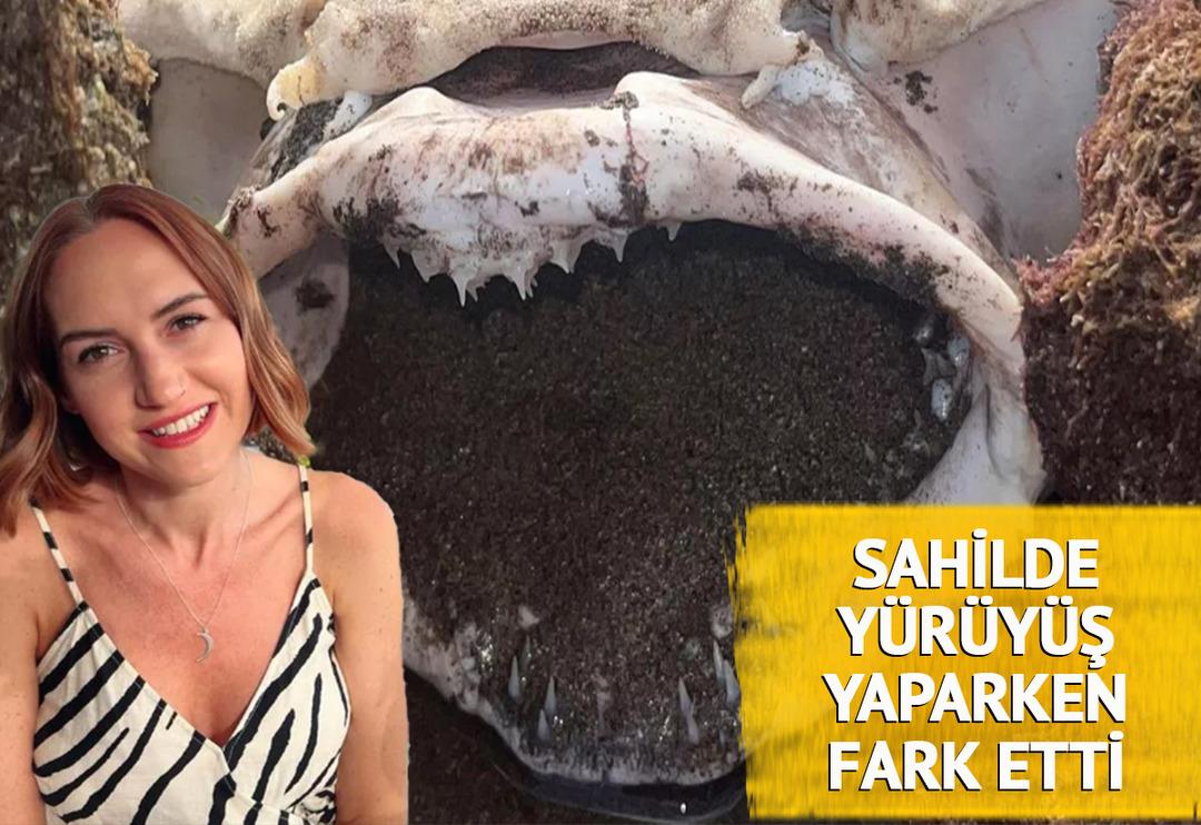 Sahilde y&uuml;r&uuml;y&uuml;ş yaparken fark etti! '5 yaşındaki bir &ccedil;ocuk kadar b&uuml;y&uuml;k' diyerek tanımladı... "Baktık&ccedil;a &ccedil;ok &uuml;z&uuml;ld&uuml;k"