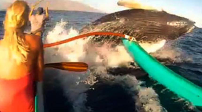 Okyanusta dehşet anları!