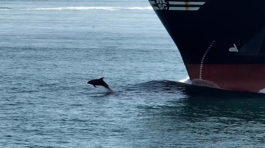 İstanbul Boğazı'nda yunusların gemiyle yarışı! Gemideki çalışanlar fark edince...
