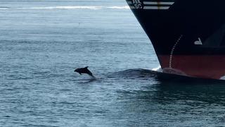 İstanbul Boğazı'nda yunusların gemiyle yarışı! Gemideki çalışanlar fark edince...