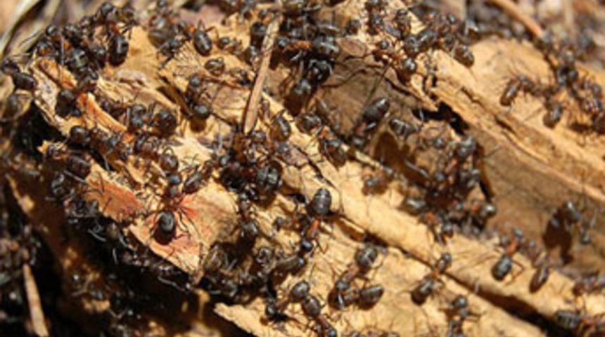 Karıncalar dertlerini anlatabiliyor